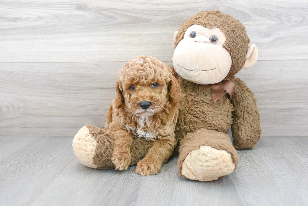 Cute Cockapoo Poodle Mix Pup