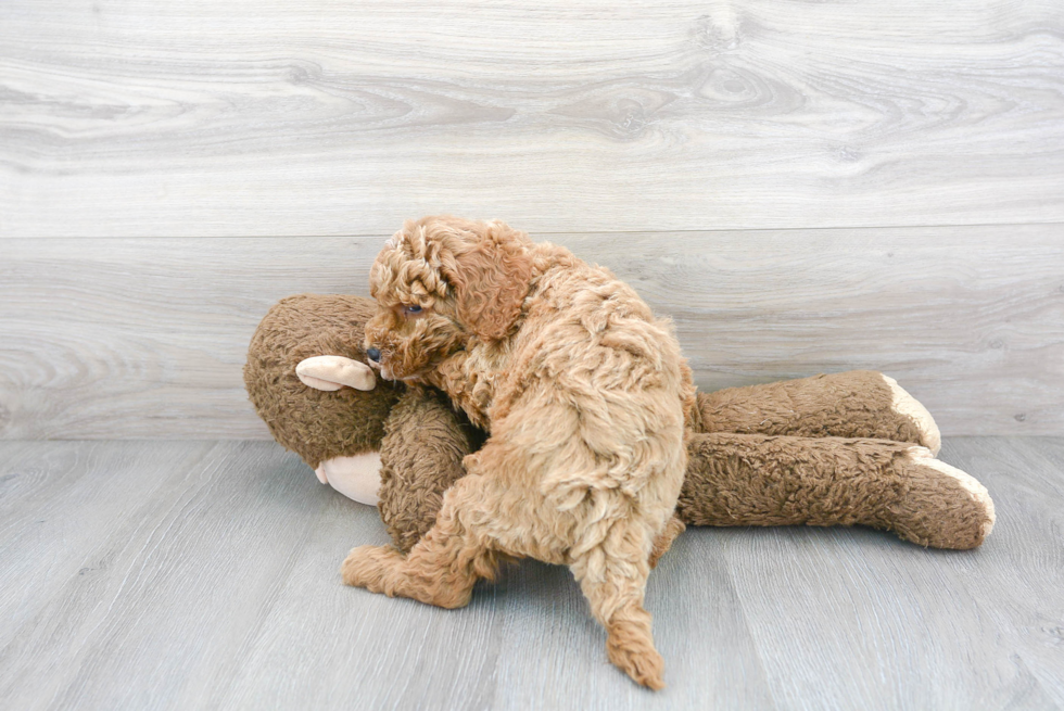Cockapoo Puppy for Adoption