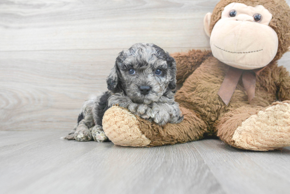 Cockapoo Pup Being Cute