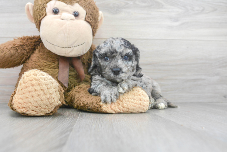 Cockapoo Pup Being Cute