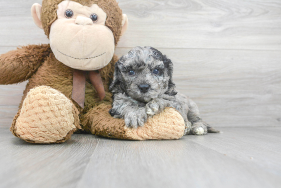 Cockapoo Pup Being Cute