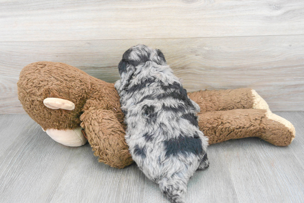 Small Cockapoo Baby