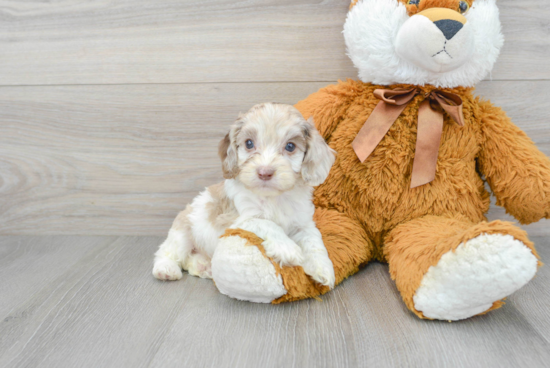 Best Cockapoo Baby