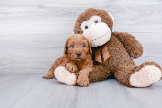 Energetic Cockerpoo Poodle Mix Puppy