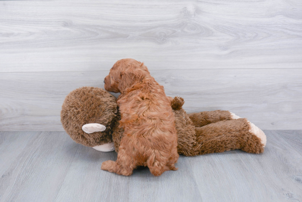 Sweet Cockapoo Baby