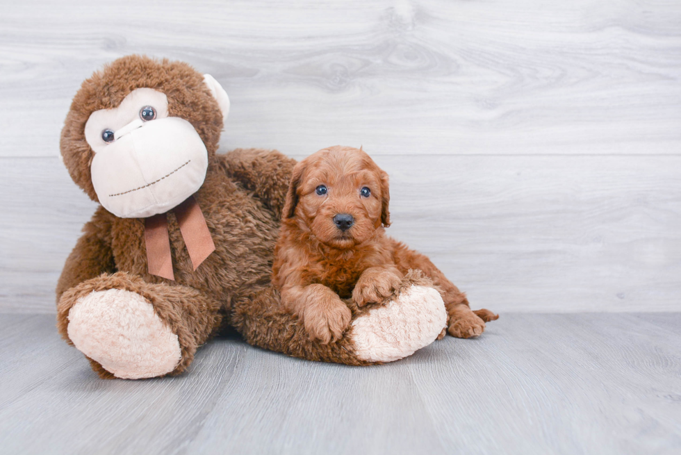 Cute Cockapoo Baby