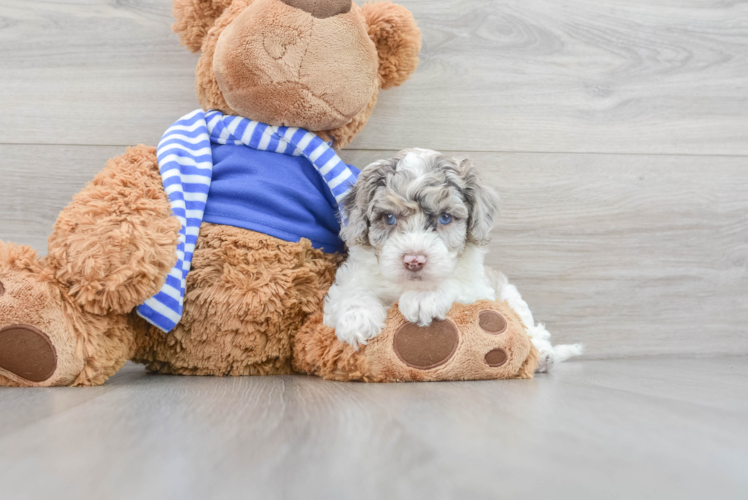 Adorable Cockerpoo Poodle Mix Puppy