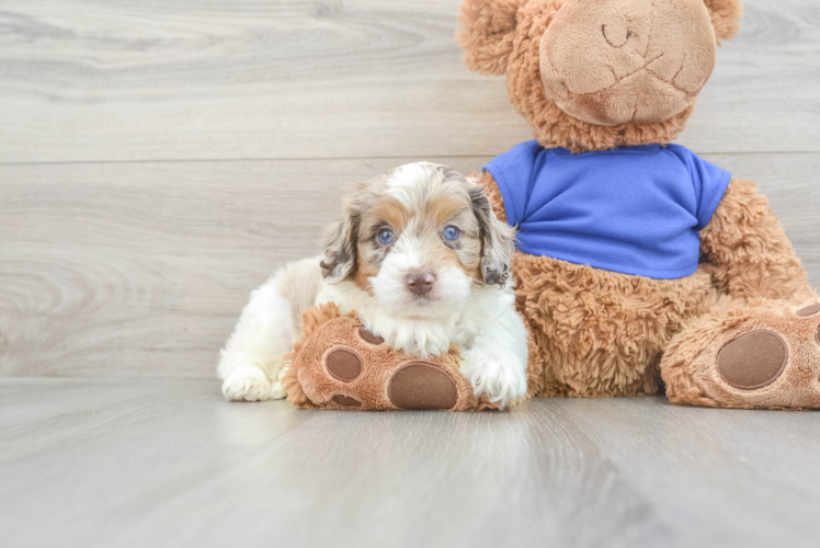 Sweet Cockapoo Baby