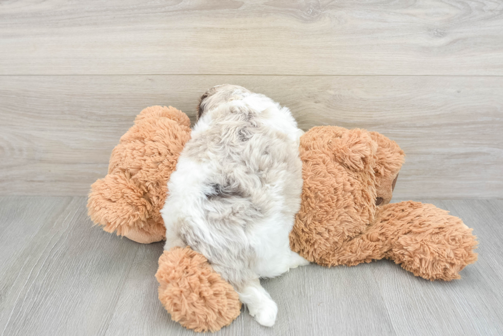 Cockapoo Pup Being Cute