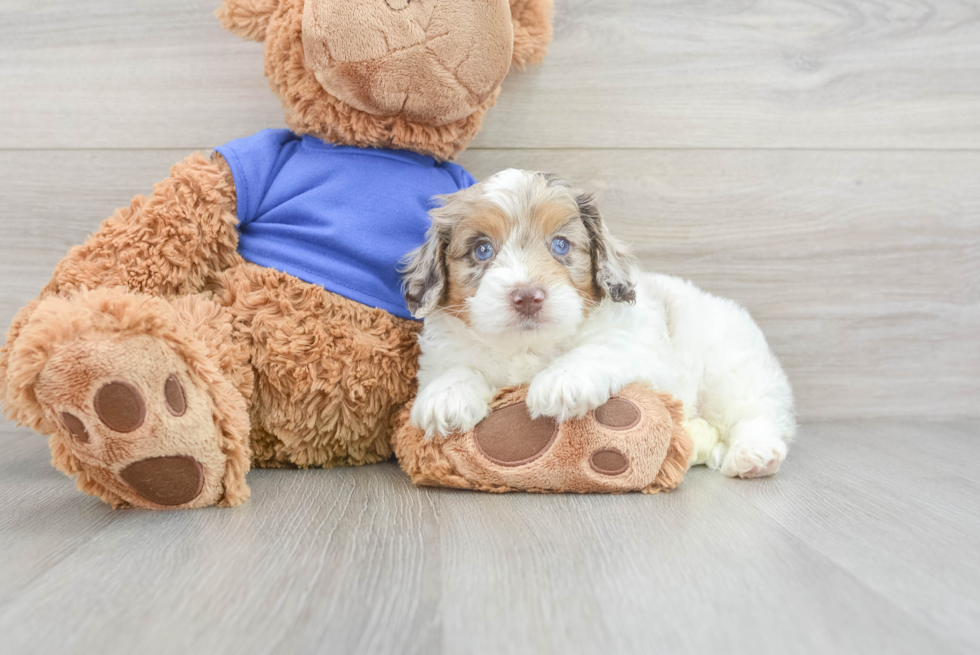 Petite Cockapoo Poodle Mix Pup