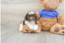 Little Cocker Doodle Poodle Mix Puppy