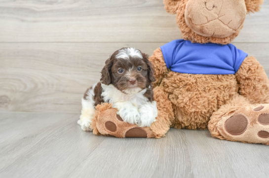 Little Cocker Doodle Poodle Mix Puppy