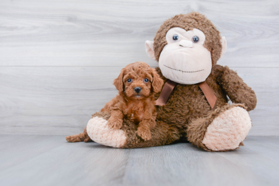 Little Cockerpoo Poodle Mix Puppy