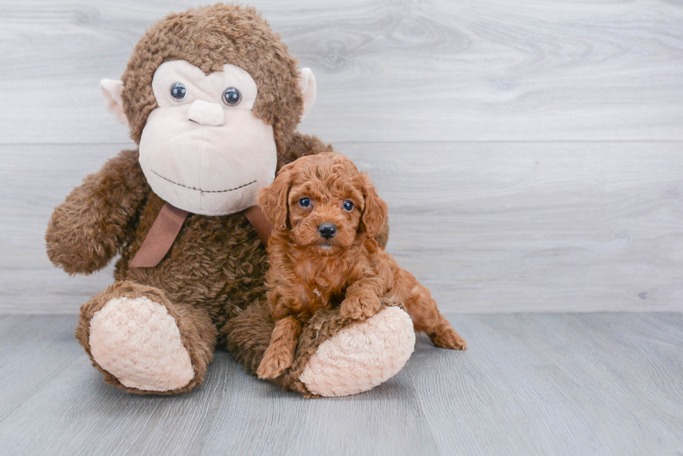 Funny Cockapoo Poodle Mix Pup