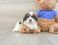 6 week old Cockapoo Puppy For Sale - Premier Pups