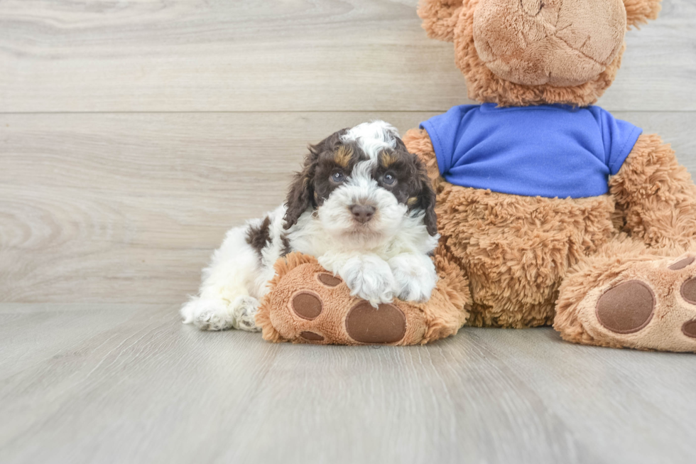 Fluffy Cockapoo Poodle Mix Pup