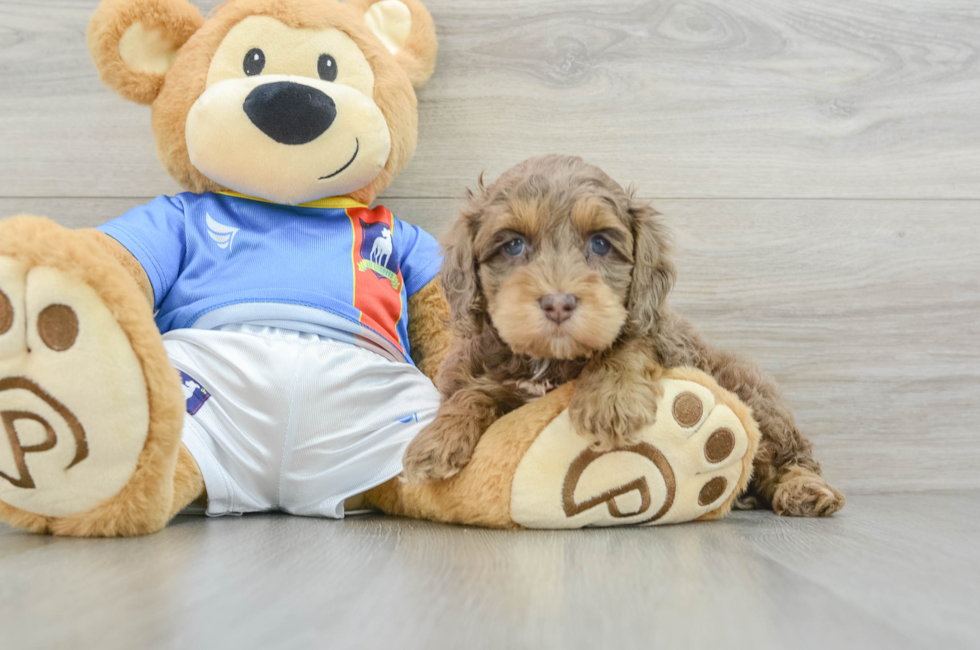 5 week old Cockapoo Puppy For Sale - Premier Pups