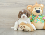 5 week old Cockapoo Puppy For Sale - Premier Pups