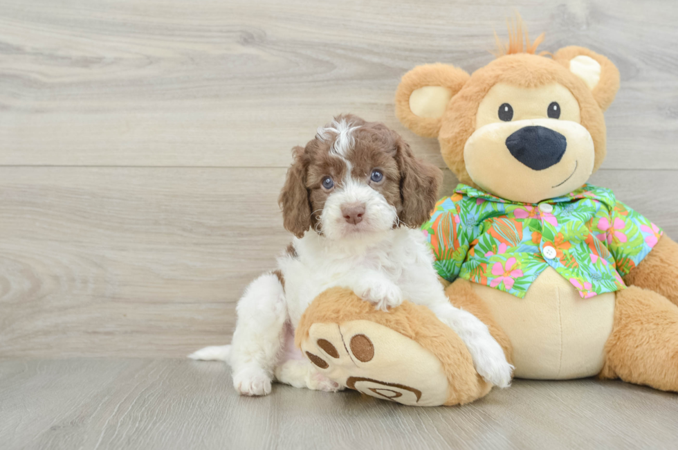 5 week old Cockapoo Puppy For Sale - Premier Pups