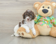 6 week old Cockapoo Puppy For Sale - Premier Pups