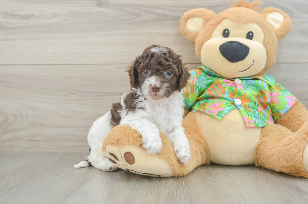 5 week old Cockapoo Puppy For Sale - Premier Pups