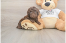 Cockapoo Puppy for Adoption