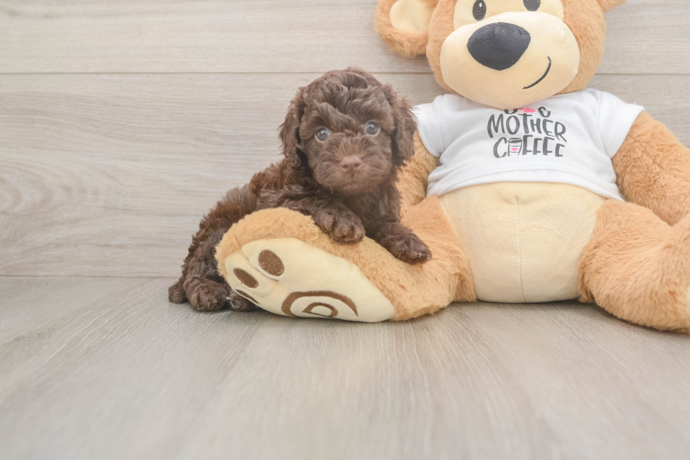 Cockapoo Puppy for Adoption