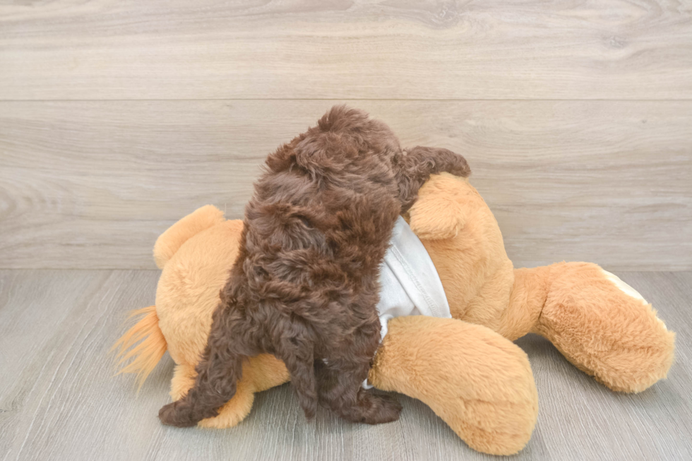 Energetic Cocker Doodle Poodle Mix Puppy
