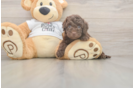 Cockapoo Pup Being Cute