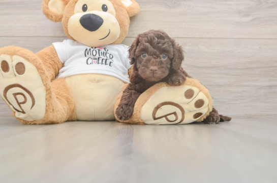 Cockapoo Pup Being Cute