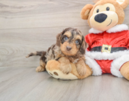 6 week old Cockapoo Puppy For Sale - Premier Pups
