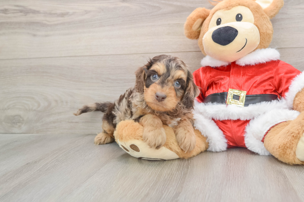 5 week old Cockapoo Puppy For Sale - Premier Pups