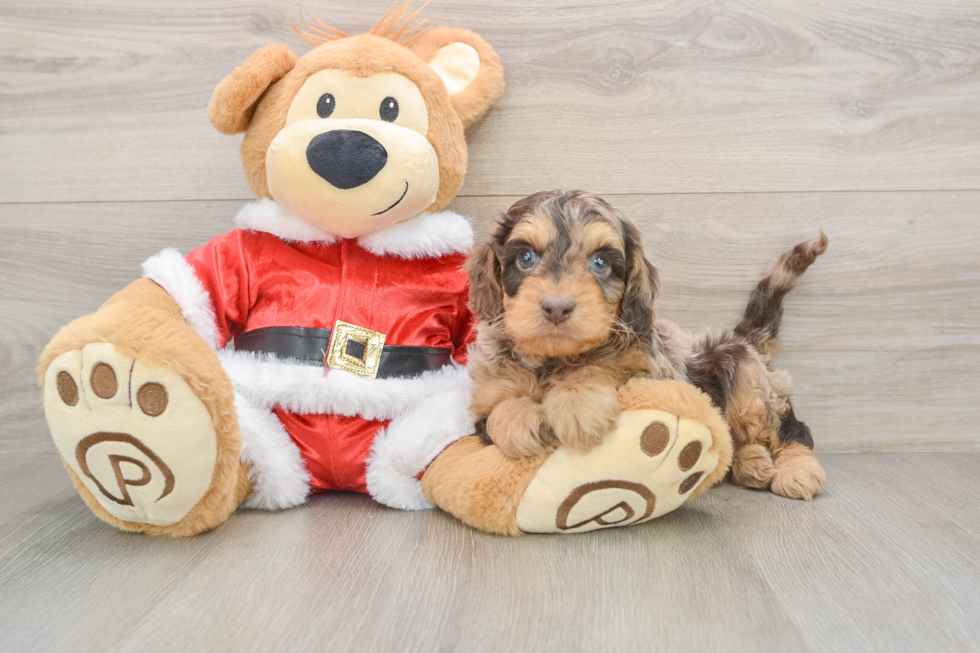 Popular Cockapoo Poodle Mix Pup