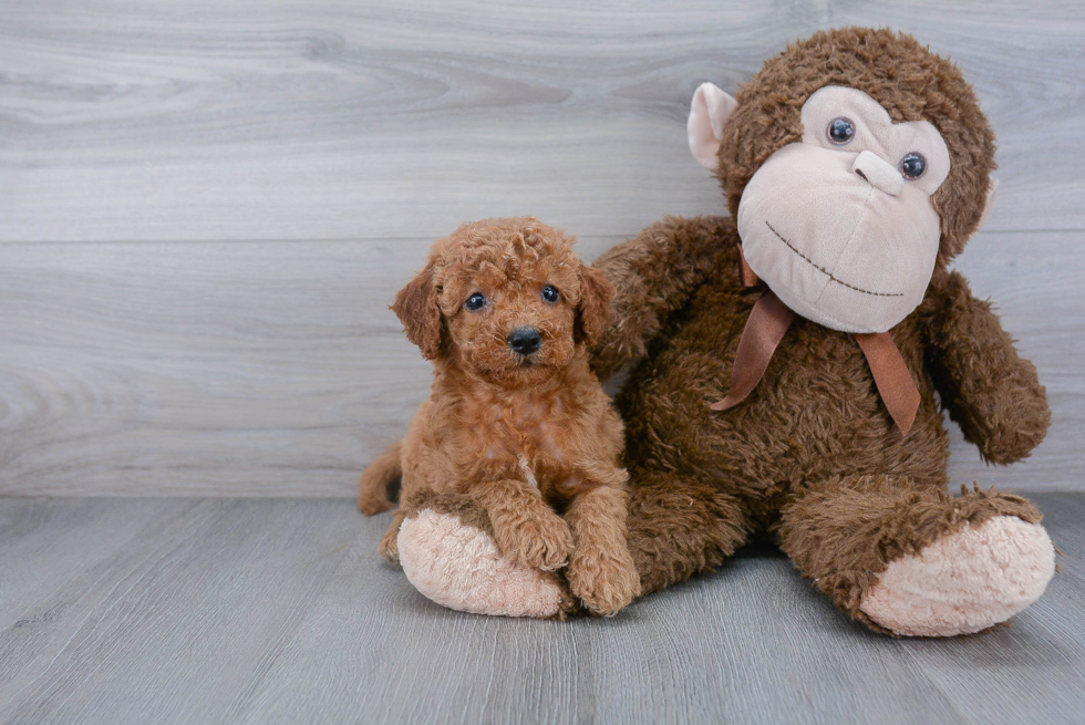 Adorable Cockerpoo Poodle Mix Puppy