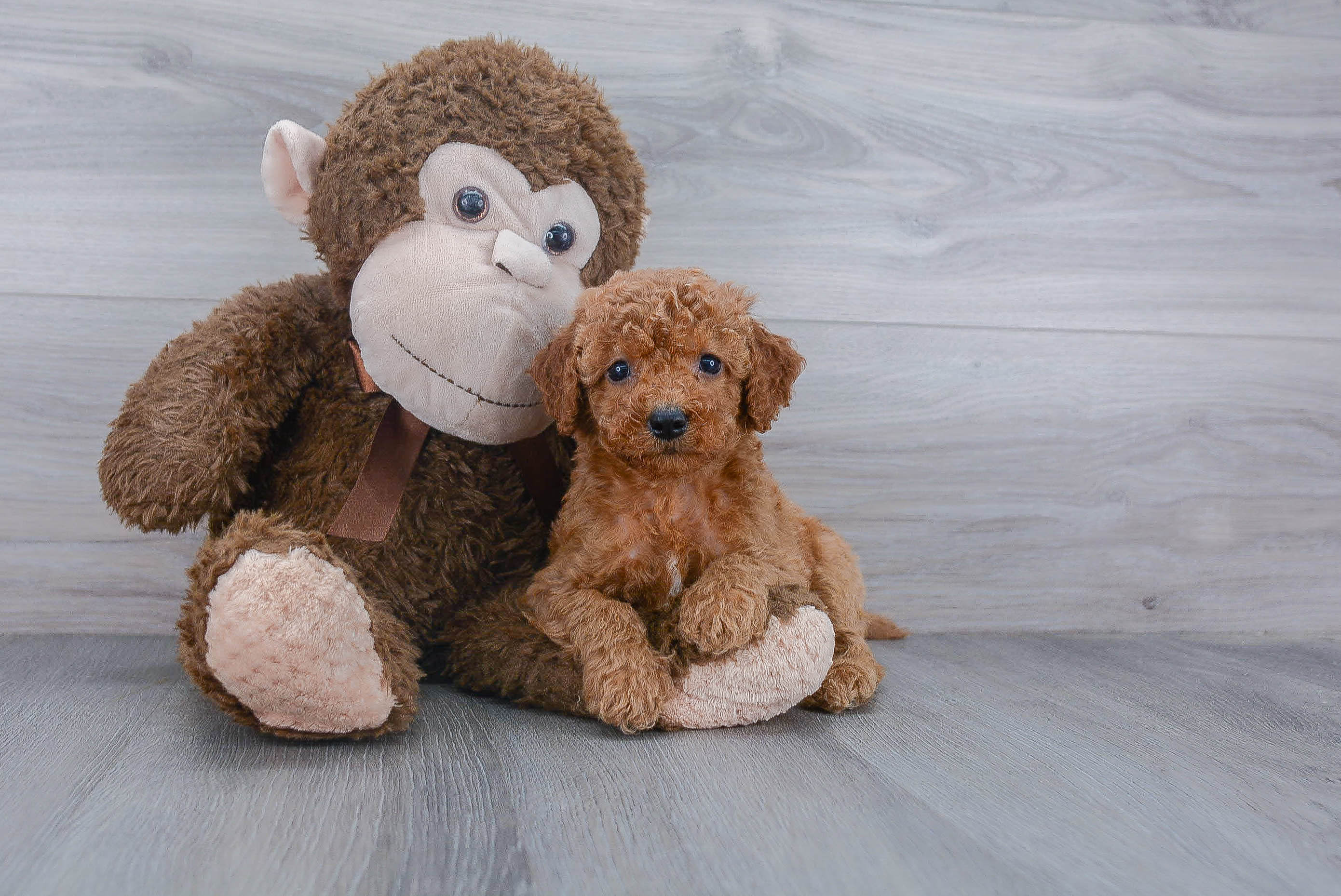 Cockapoo Pup Being Cute