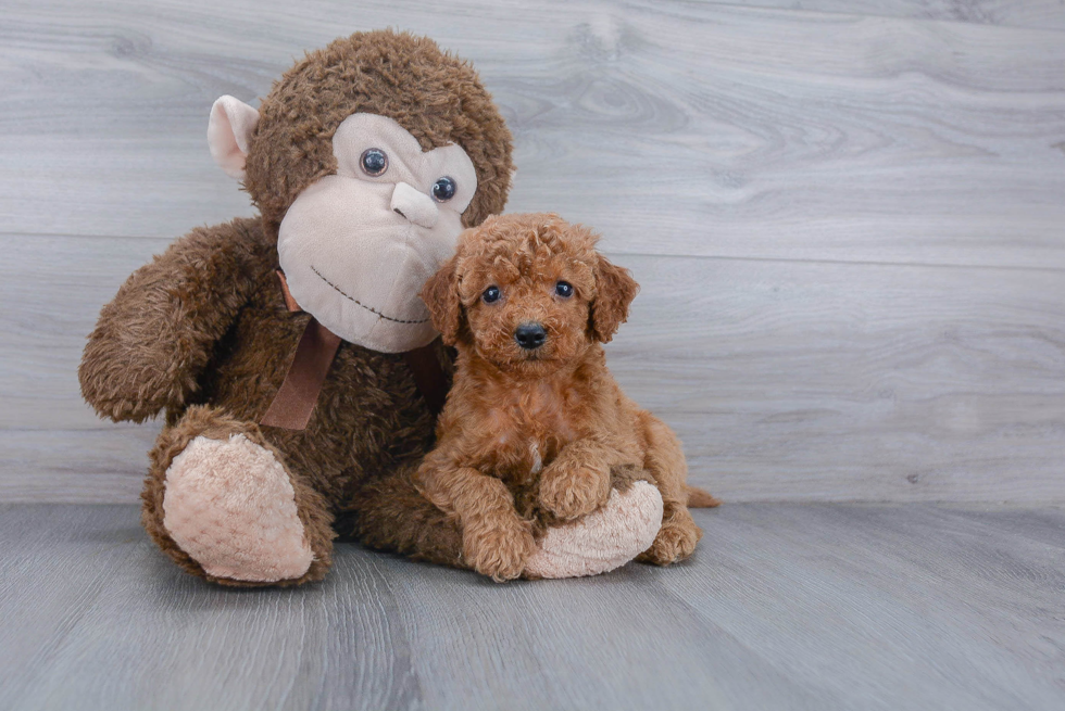 Cockapoo Pup Being Cute