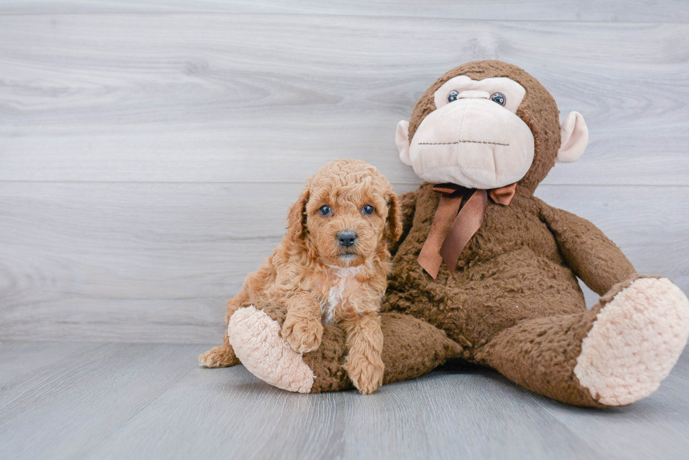 Best Cockapoo Baby