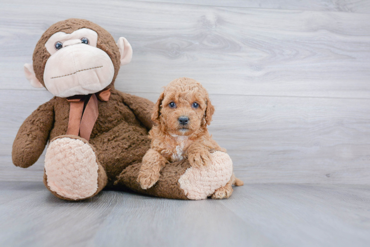 Cockapoo Puppy for Adoption