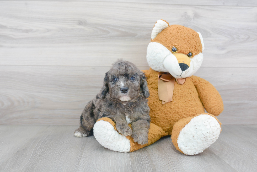 Little Cockerpoo Poodle Mix Puppy