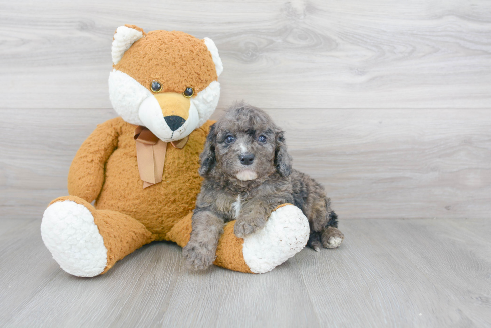 Sweet Cockapoo Baby