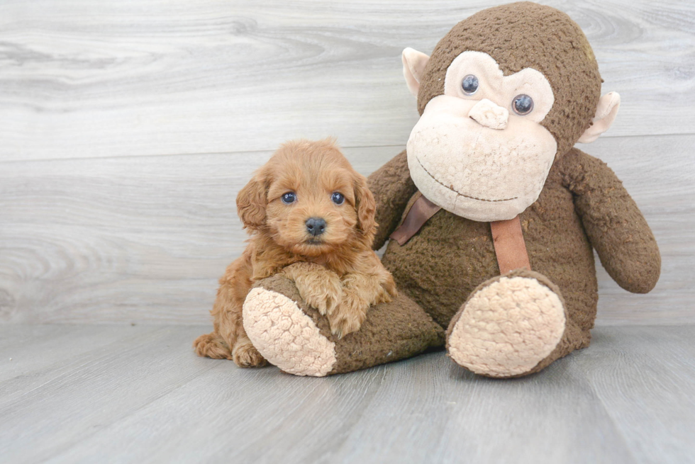 Cockapoo Pup Being Cute