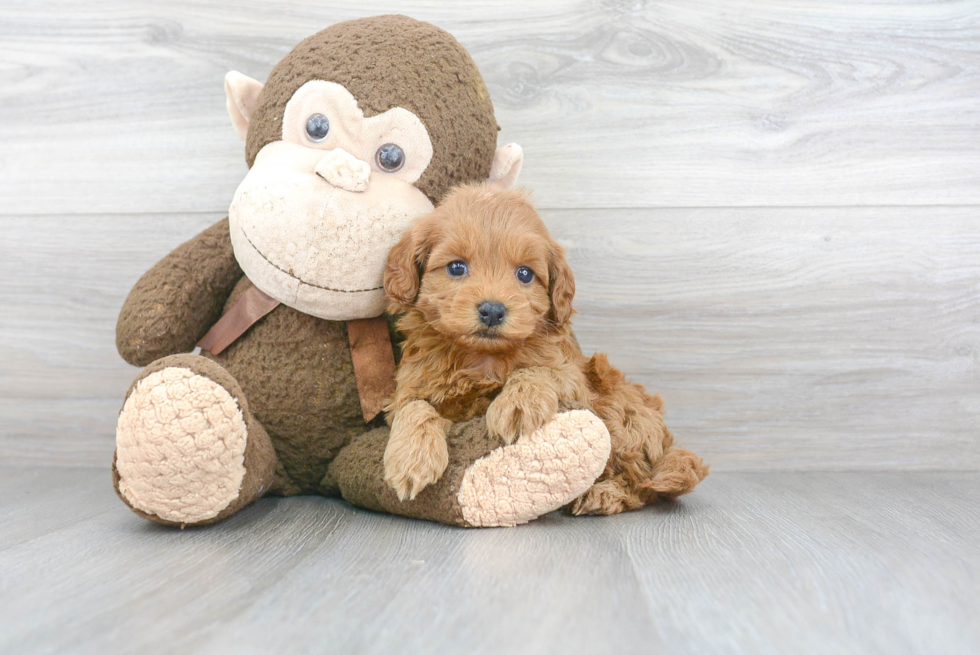 Adorable Cockerpoo Poodle Mix Puppy