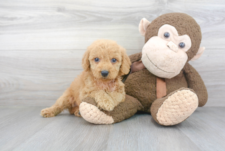 Friendly Cockapoo Baby