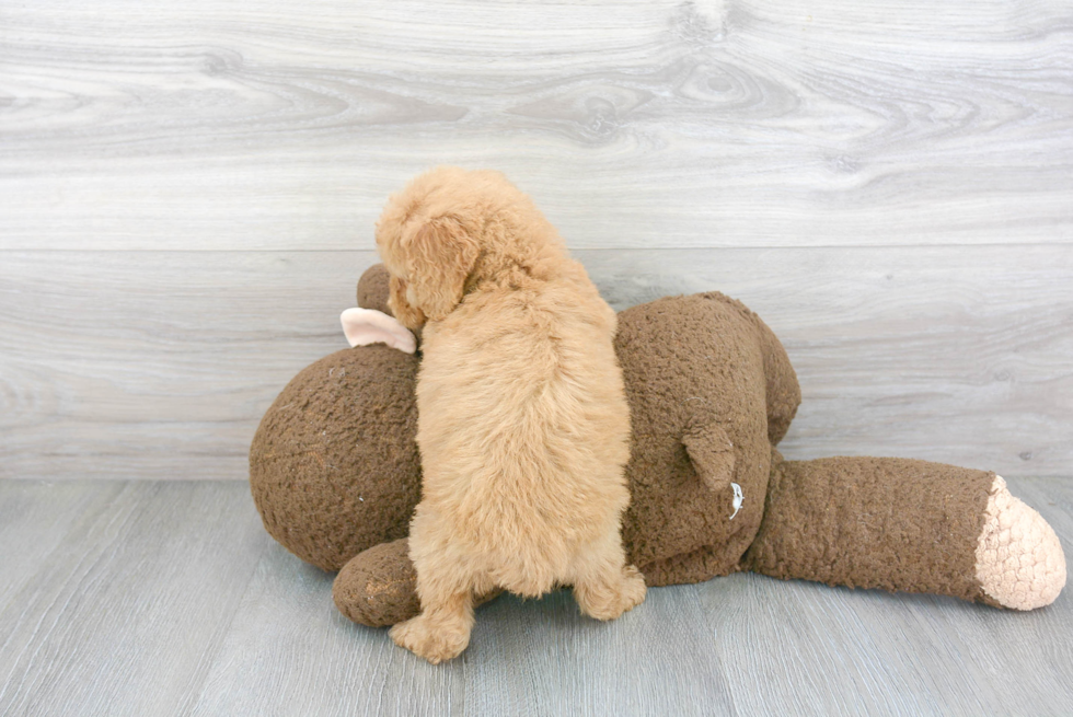 Cockapoo Pup Being Cute