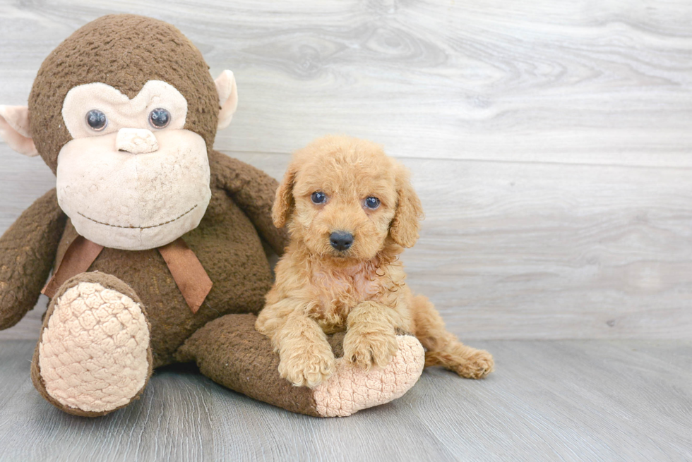 Cockapoo Pup Being Cute