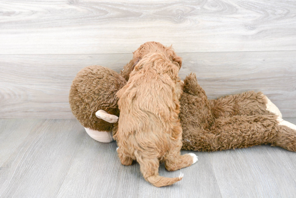 Friendly Cockapoo Baby