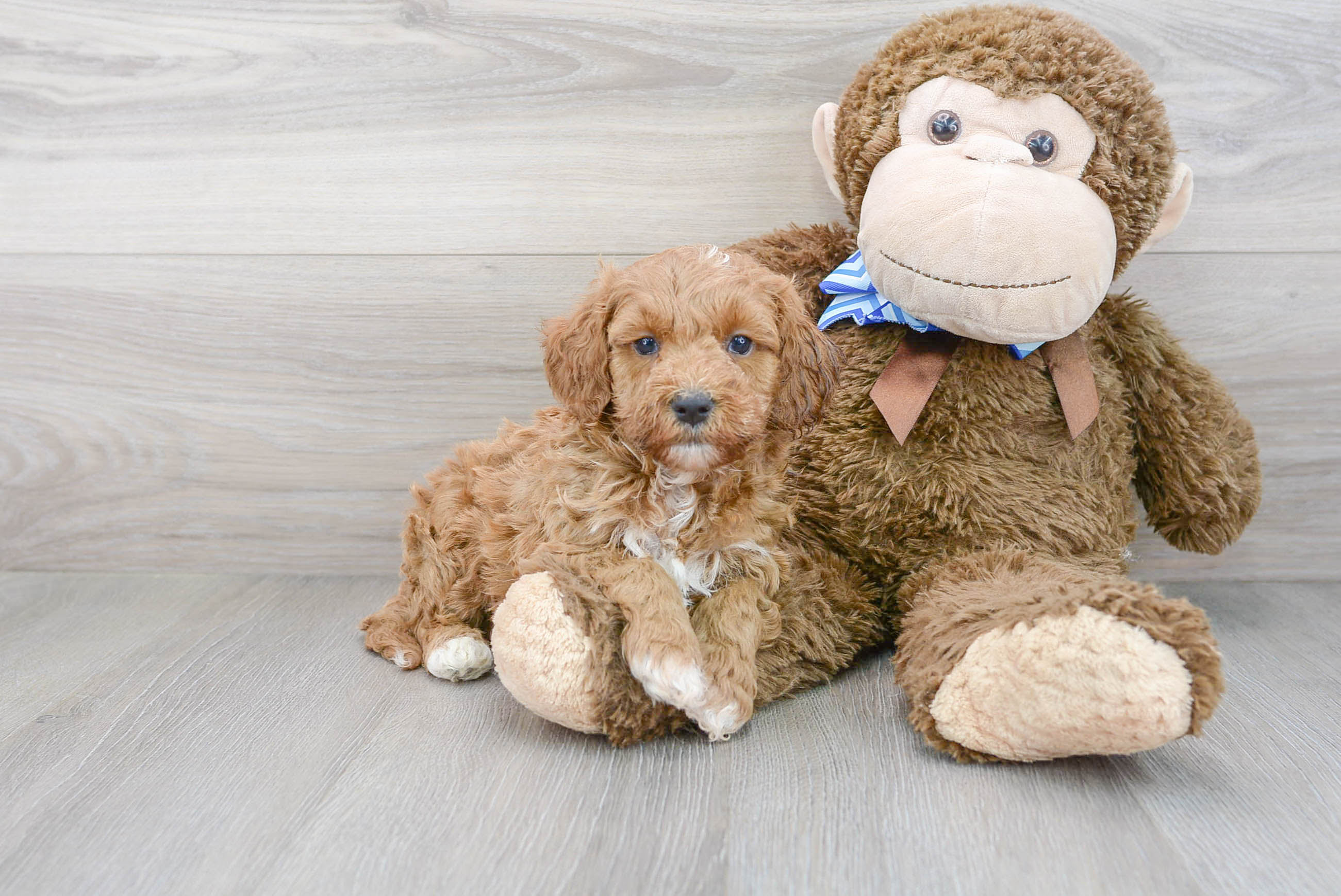 Cute Cockapoo Baby