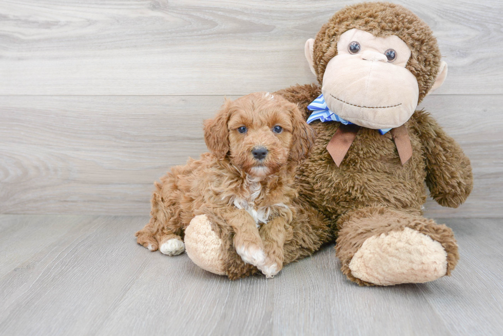 Cute Cockapoo Baby