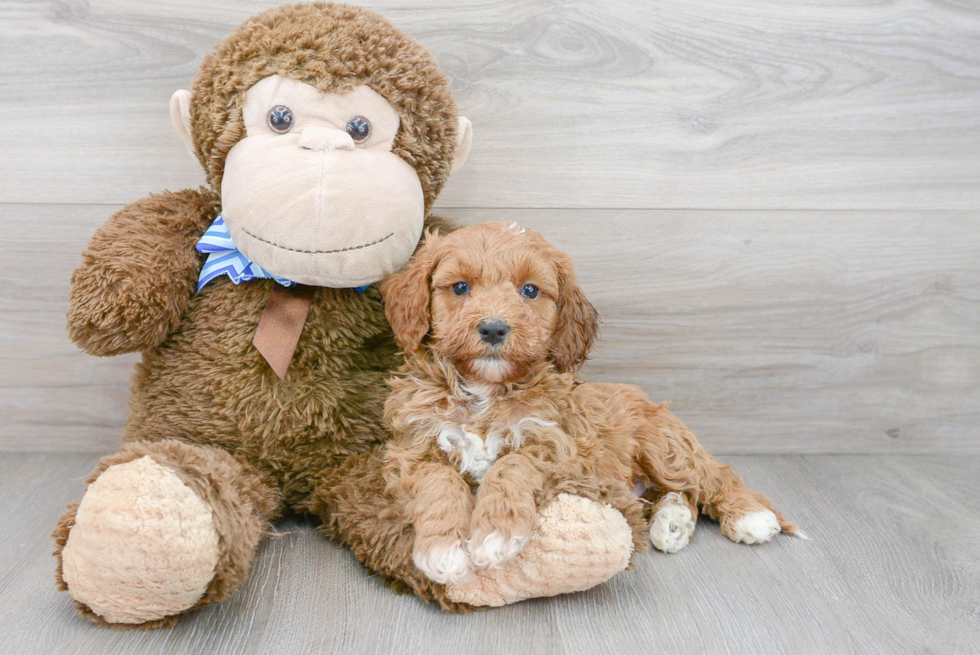 Best Cockapoo Baby