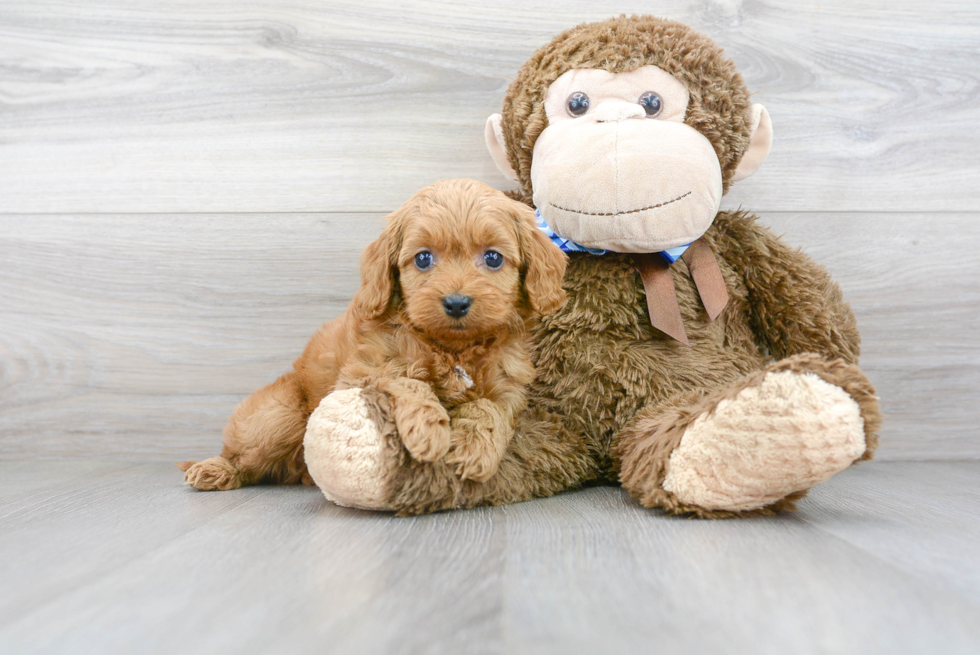 Cute Cockerpoo Poodle Mix Puppy